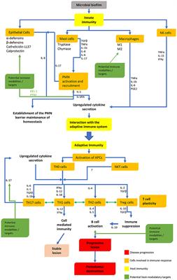 Immunomodulation—What to Modulate and Why? Potential Immune Targets
